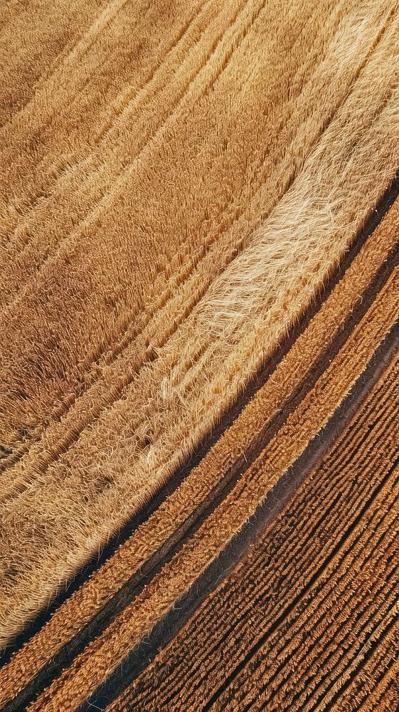 Aerial top down view of stunning wheat farm landscape outdoors nature.