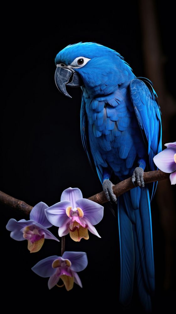  Blue Hyacinth macaw animal parrot flower. 