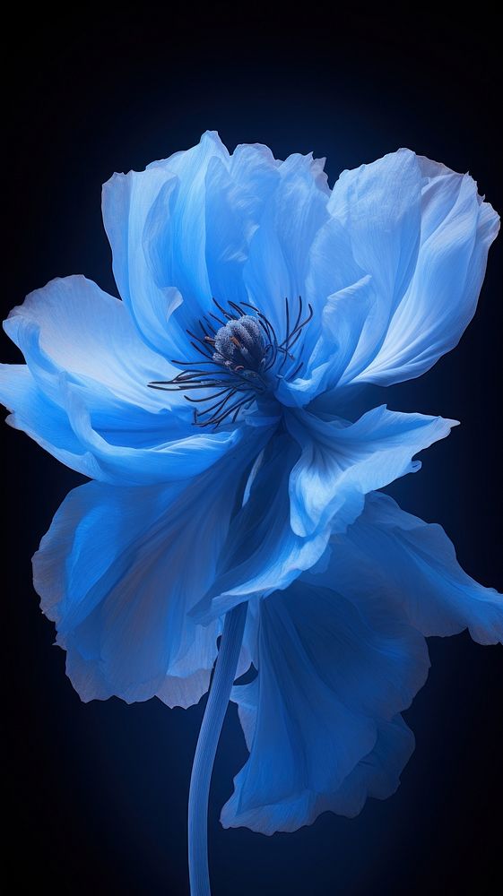  Blue Poppy blossom flower petal. AI generated Image by rawpixel.