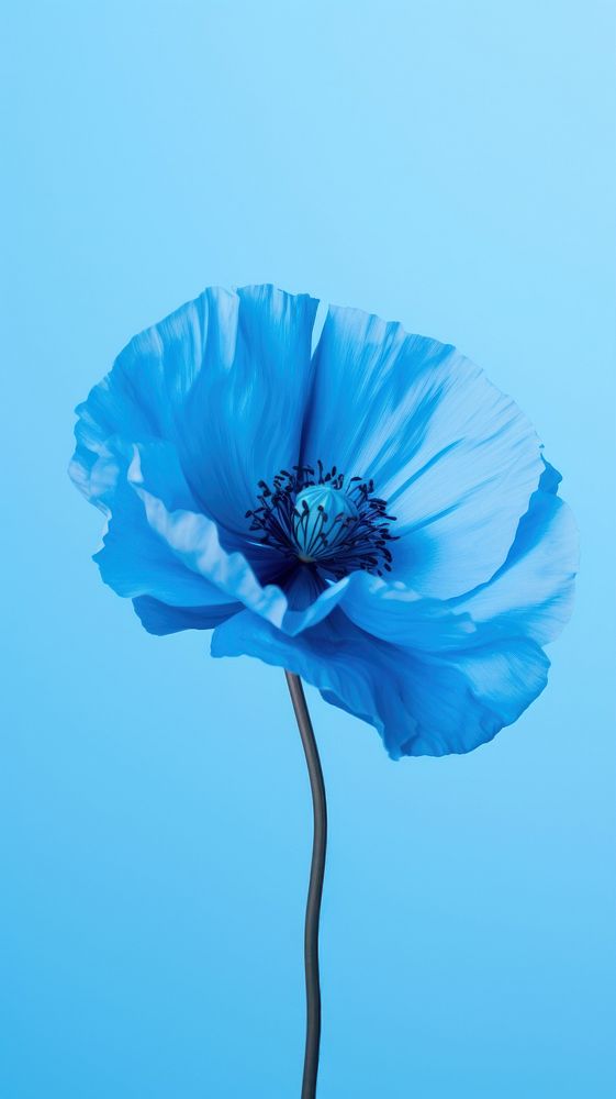  Blue Poppy poppy blossom flower. AI generated Image by rawpixel.