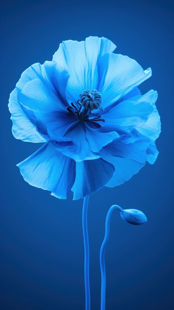  Blue Poppy blue poppy inflorescence. AI generated Image by rawpixel.