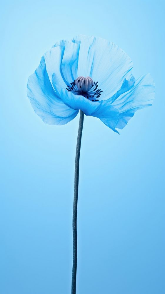  Blue Poppy poppy flower plant. AI generated Image by rawpixel.