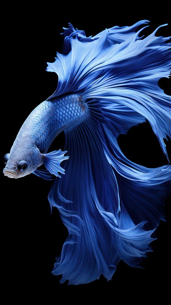  Blue Siamese fighting fish animal underwater goldfish. AI generated Image by rawpixel.