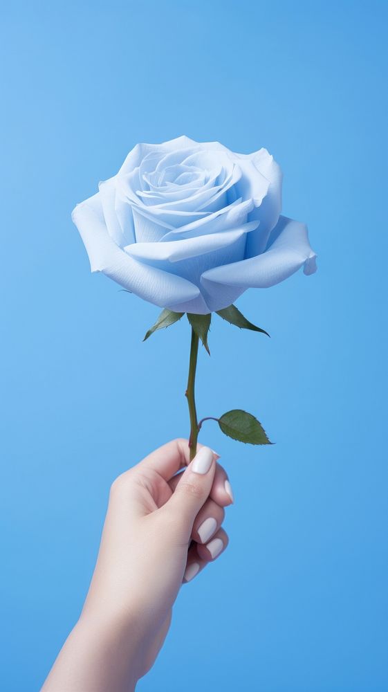 Hand hold blue rose on pastel blue background flower petal plant. AI generated Image by rawpixel.