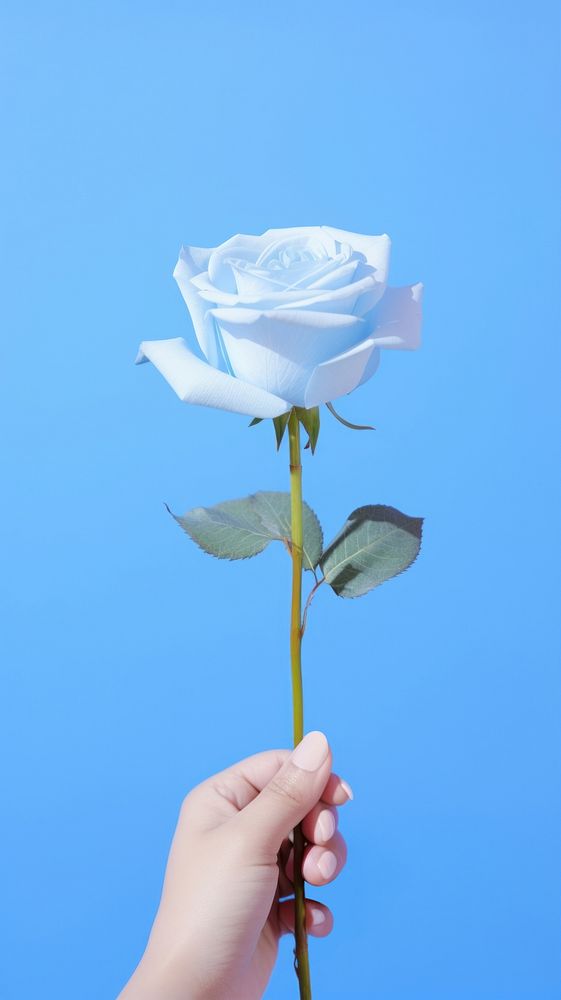  Hand hold blue rose on pastel blue background flower plant inflorescence. AI generated Image by rawpixel.