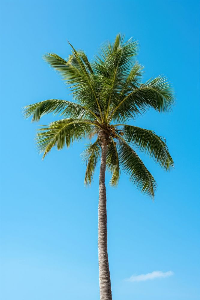 Palm tree on tropical island sunlight tropics plant. AI generated Image by rawpixel.