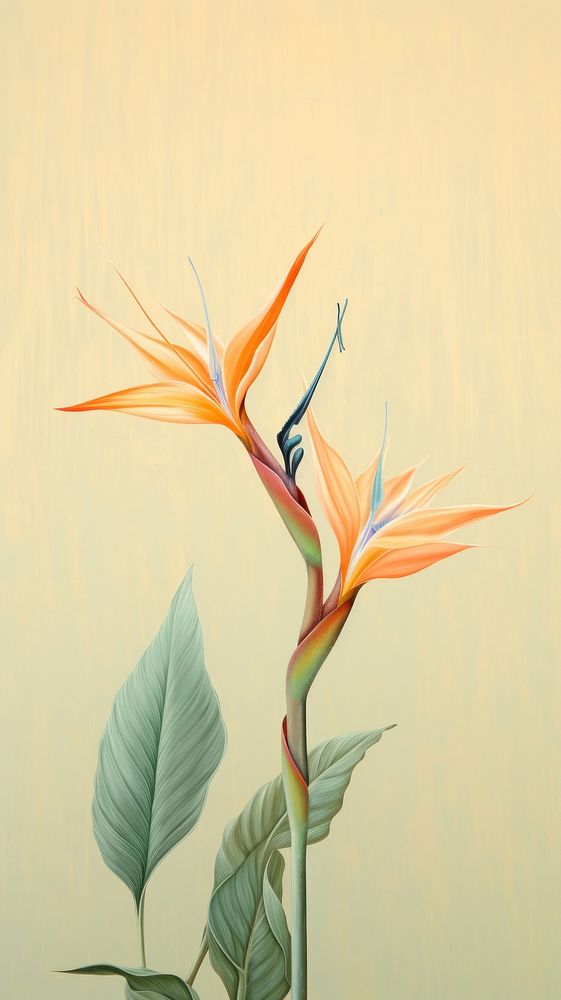 Wallpaper bird of paradise drawing flower sketch.