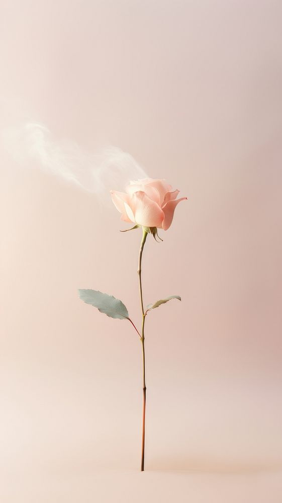 Aesthetic photo of a Burning Close up rose mobile wallpaper flower plant petal.