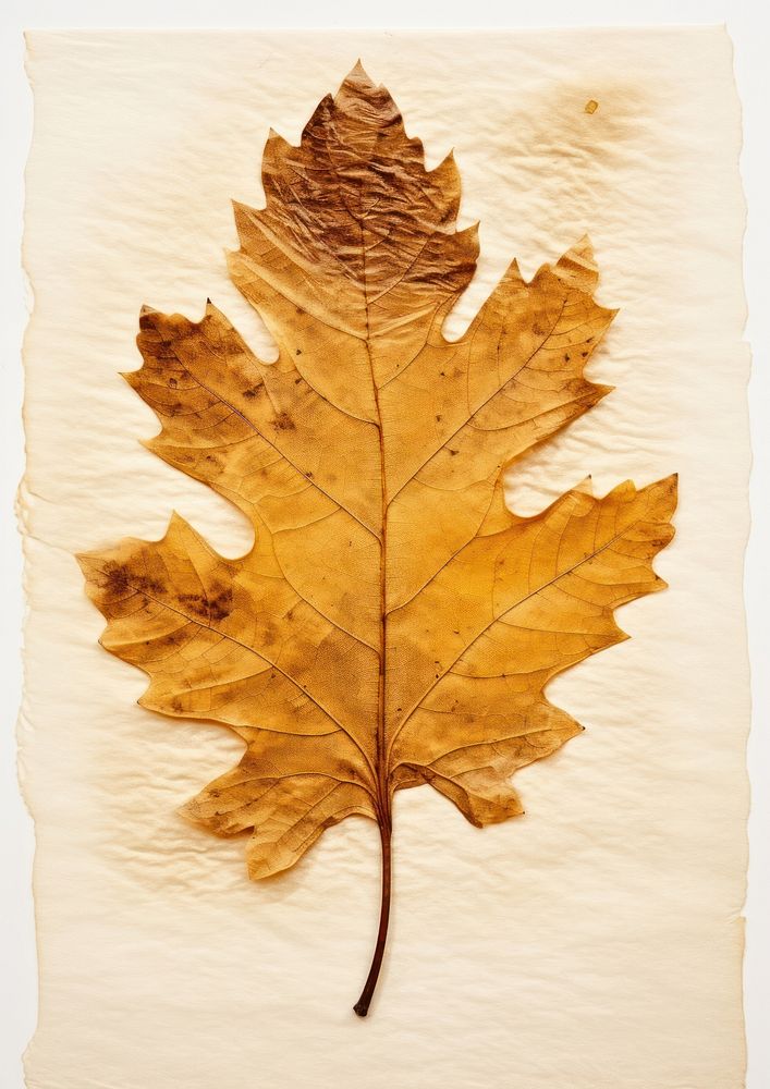 Real Pressed a oak leaf textured leaves plant.