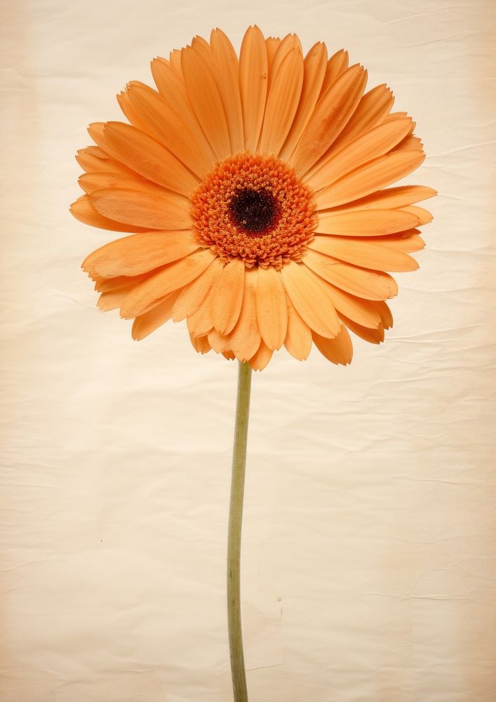 Flower daisy petal plant. | Premium Photo - rawpixel