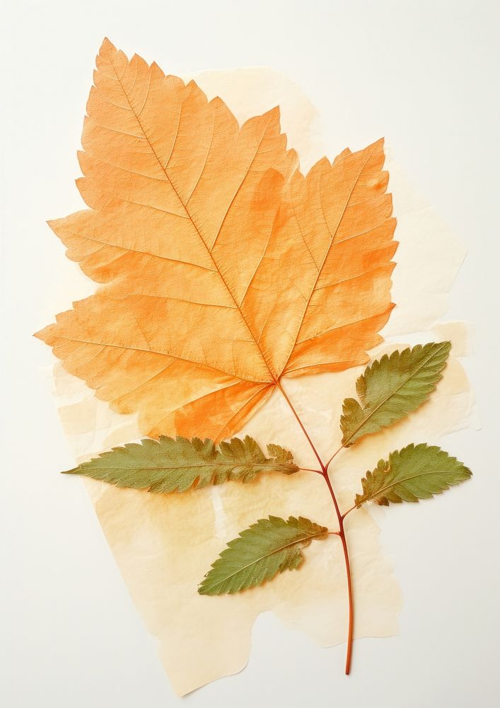 Leaf leaves plant paper.