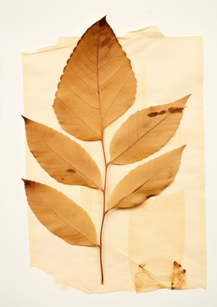 Leaf plant paper tree.