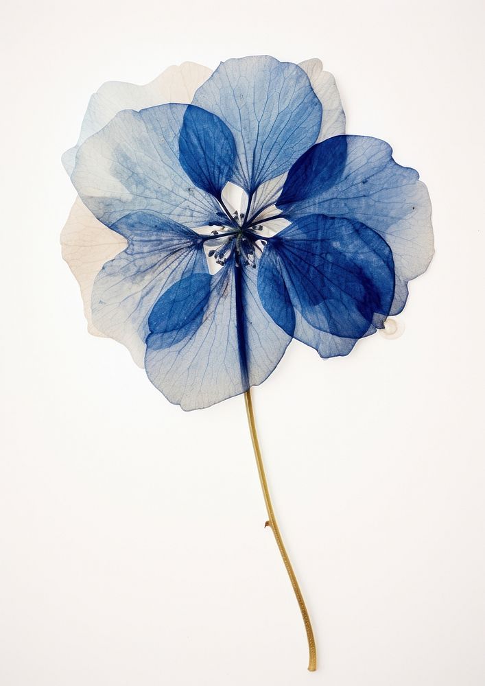 Real Pressed a single blue hydrangea flower petal plant.