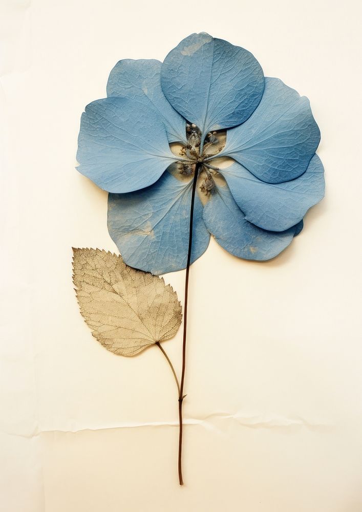 Real Pressed a single blue hydrangea flower plant petal.