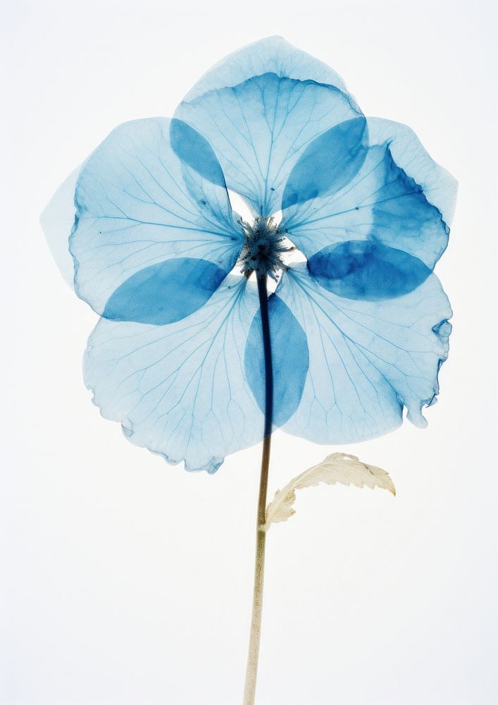 Real Pressed a single blue hydrangea flower nature petal.
