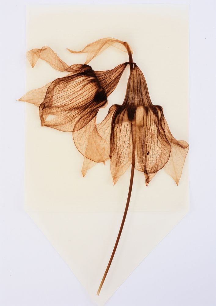 Real pressed a single dried lily plant flower petal leaf.