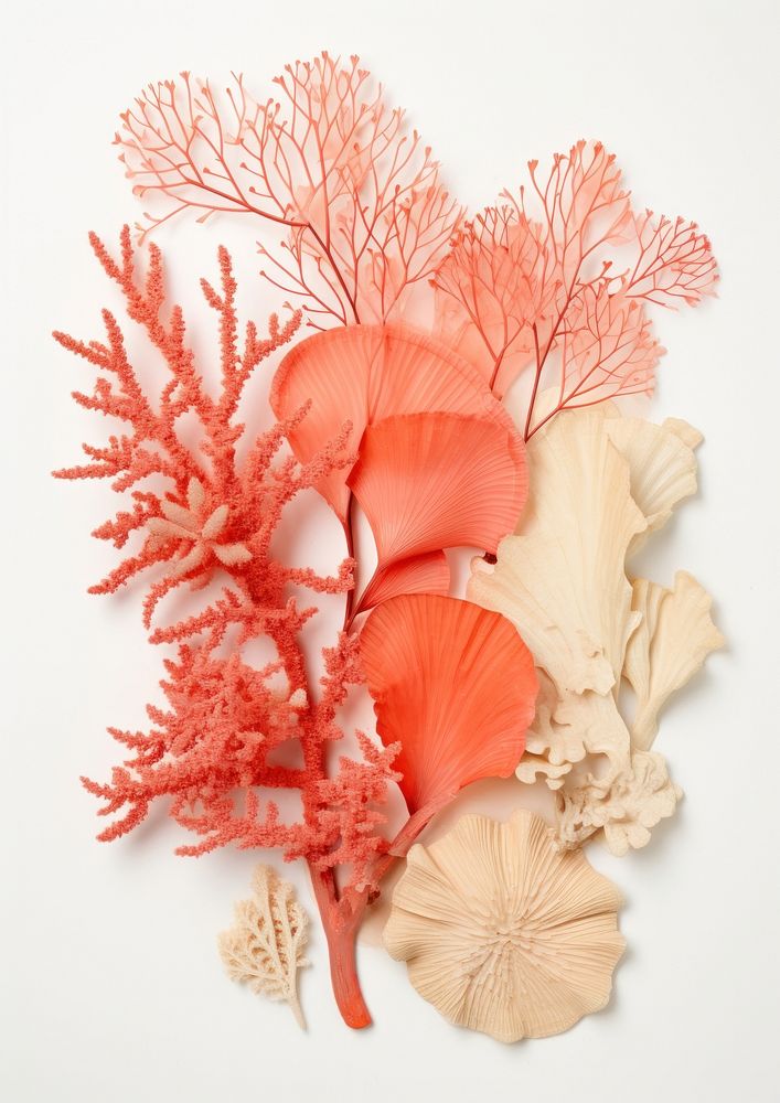 Real Pressed a tropical coral single minimal nature flower plant.