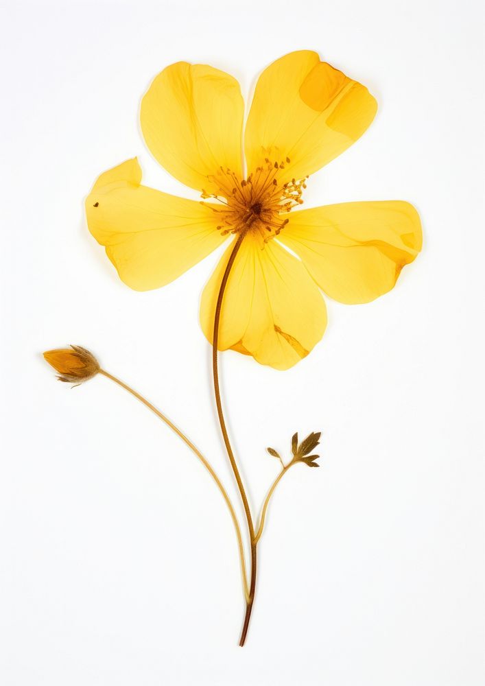 Flower yellow petal plant.