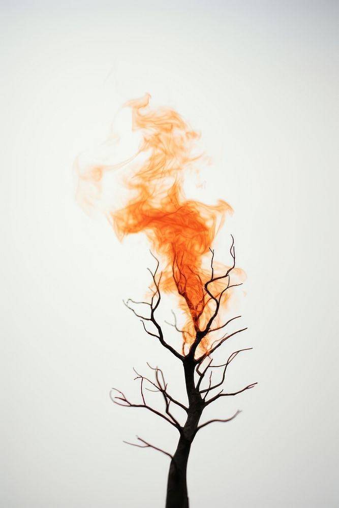 Photography of a Small Burning tree fire burning smoke.