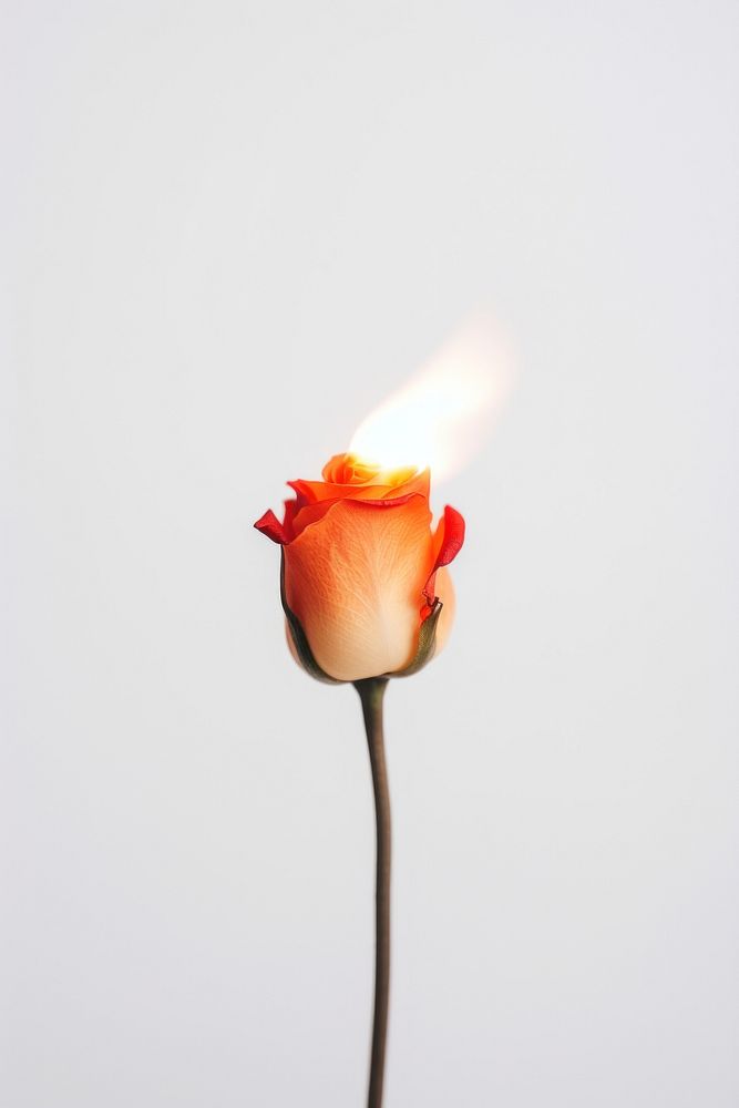Photography Small Burning top rose Free Photo rawpixel