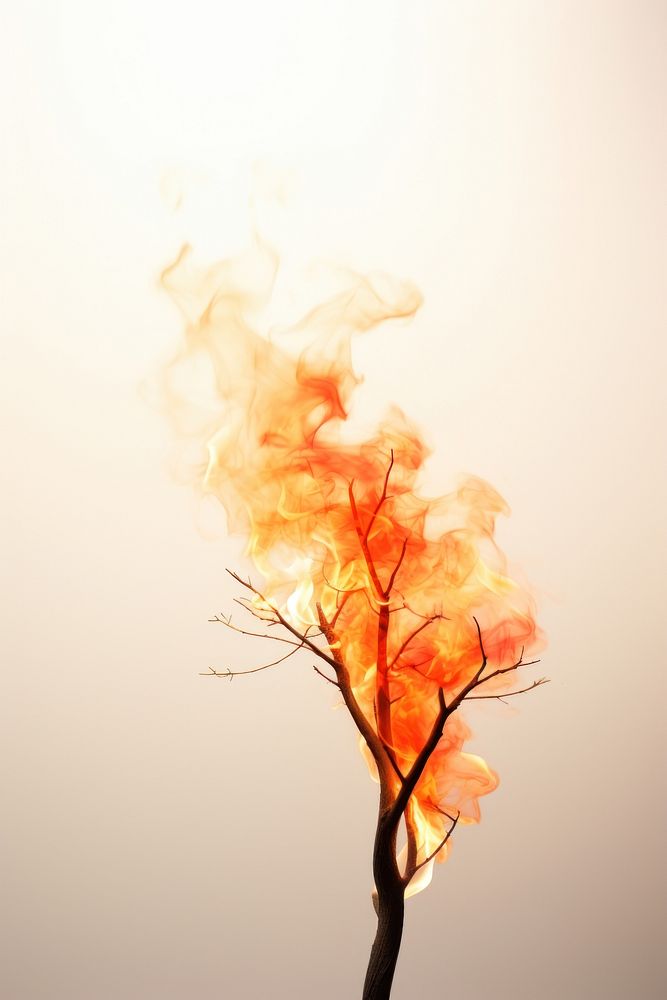 Photography of a Small Burning tree smoke flame fire.