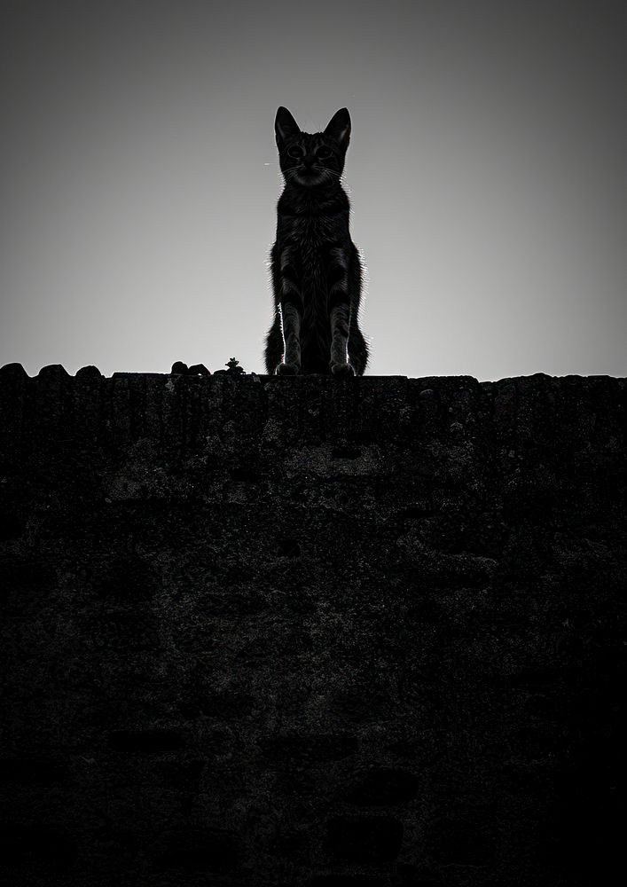 Silhouette Black and white isolate cat on the wall outdoors animal mammal.