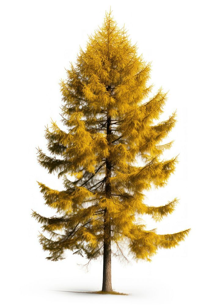  Larch tree plant fir. AI generated Image by rawpixel.