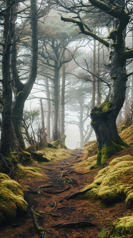  Nature landscape outdoors woodland. AI generated Image by rawpixel.