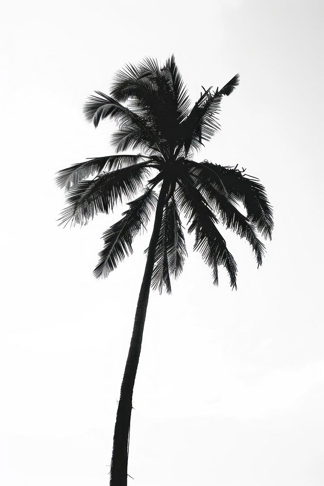 Palm tree plant white backlighting.
