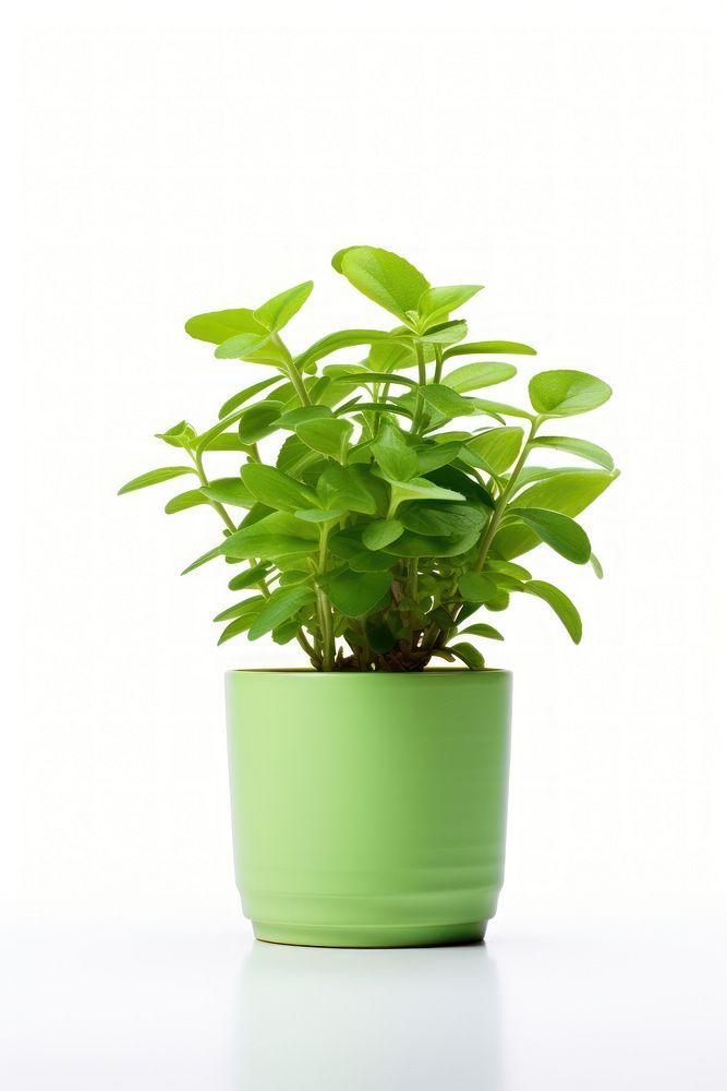 An Indoor small green plant in a plant pot herbs leaf white background. AI generated Image by rawpixel.