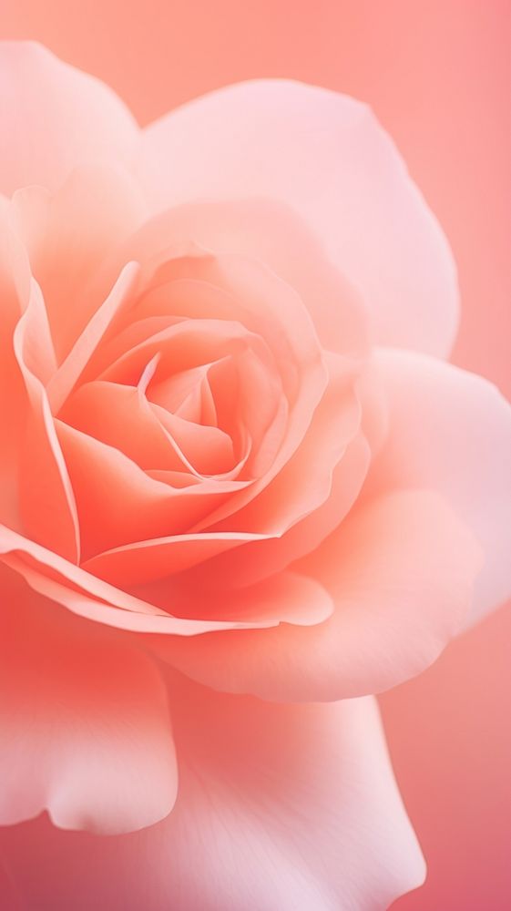 Garden rose flower petal plant. AI generated Image by rawpixel.