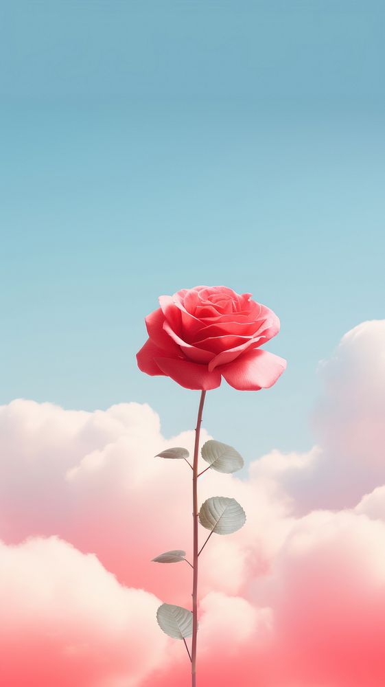 Rose outdoors flower nature. AI generated Image by rawpixel.