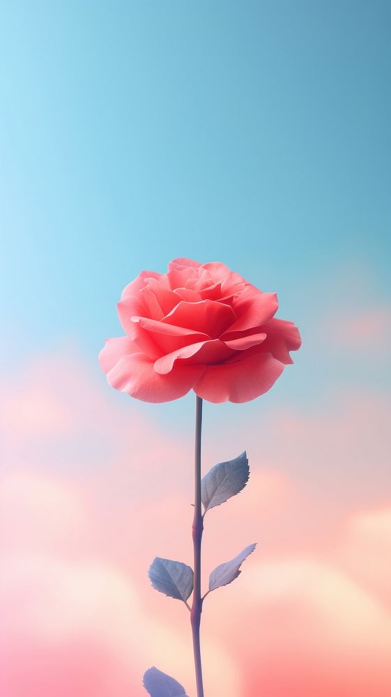 Rose blossom flower petal. 