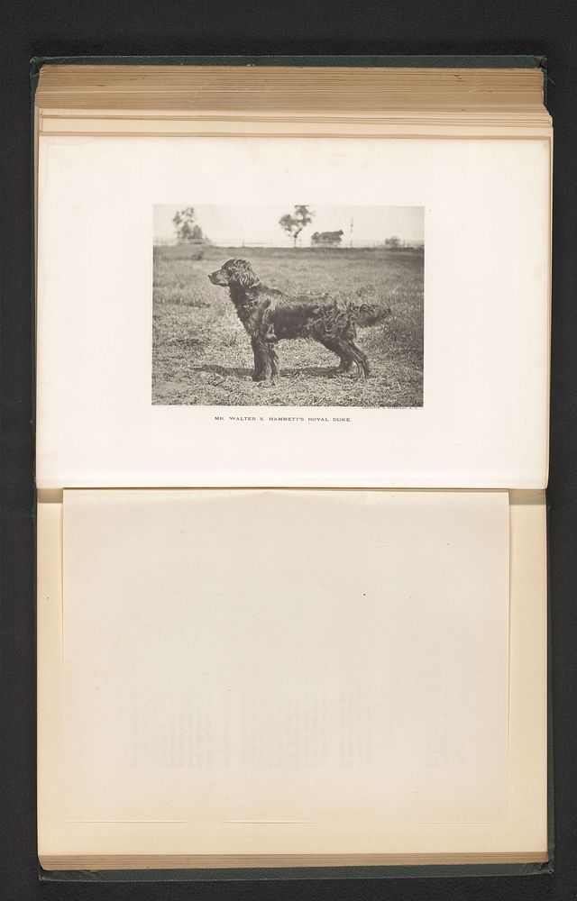 Setter (c. 1883 - in or before 1888) by anonymous and Edward Bierstadt