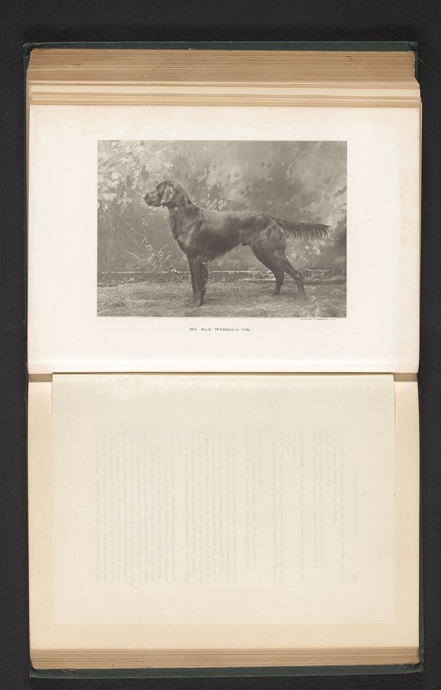 Setter (c. 1883 - in or before 1888) by anonymous and Edward Bierstadt