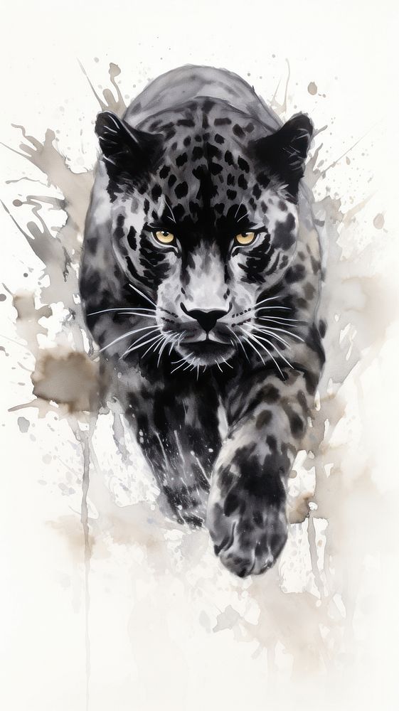 Black panther wildlife leopard animal.