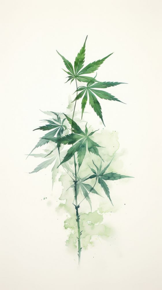 Cannabis leaf plant herbs tree.