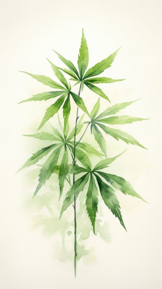 Cannabis leaf plant herbs freshness.