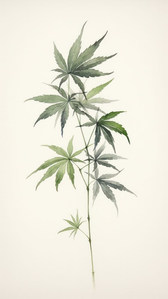 Cannabis leaf plant herbs medicine.