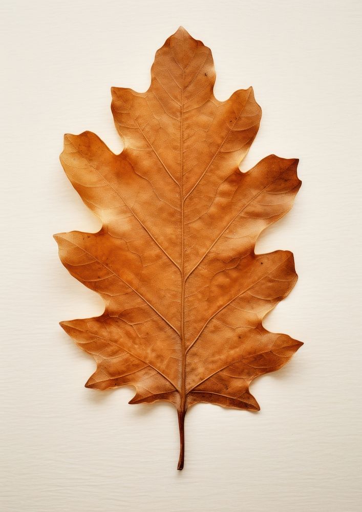 Real Pressed a oak leaf textured plant tree.