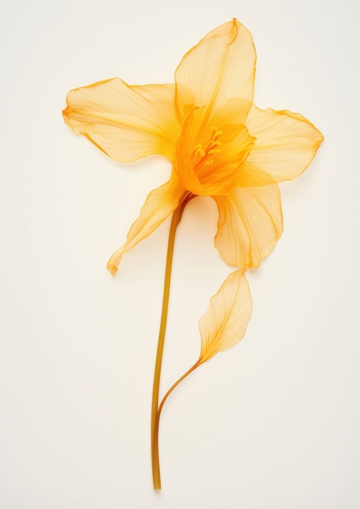 Real Pressed a daffodil flower petal plant.