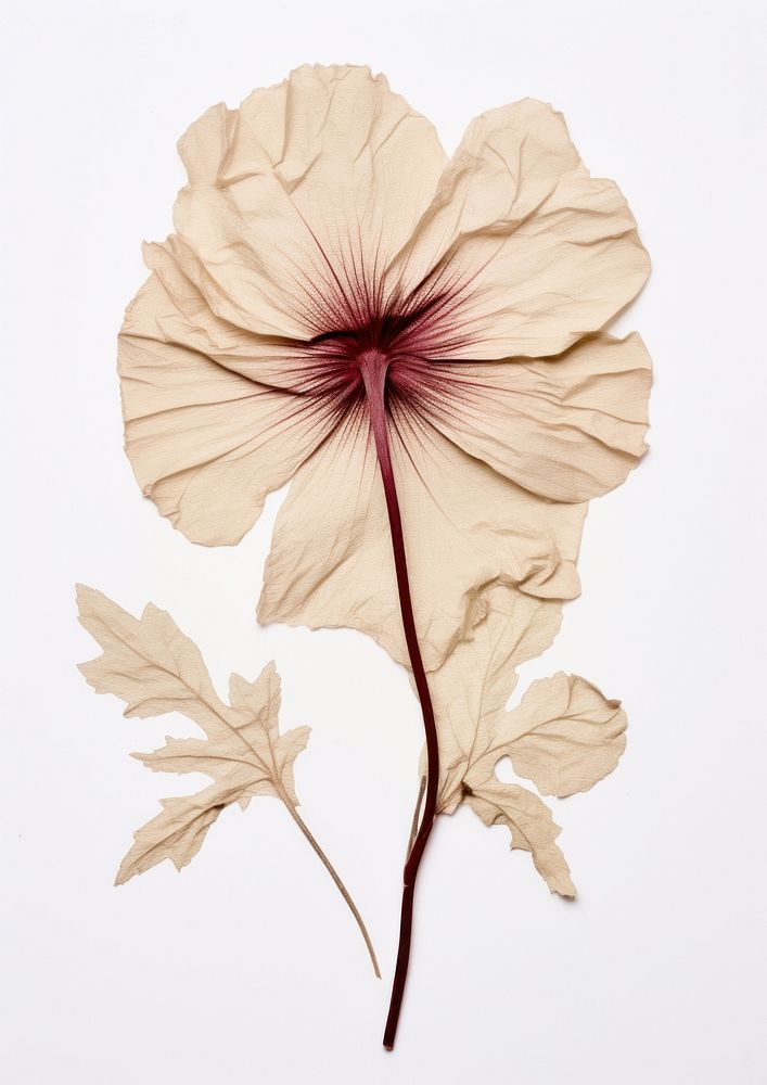 Real Pressed a hibiscus flower plant leaf.