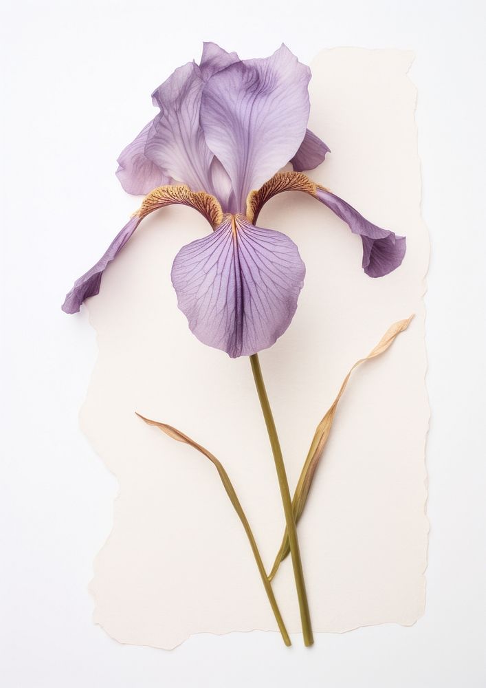 Flower iris purple petal.