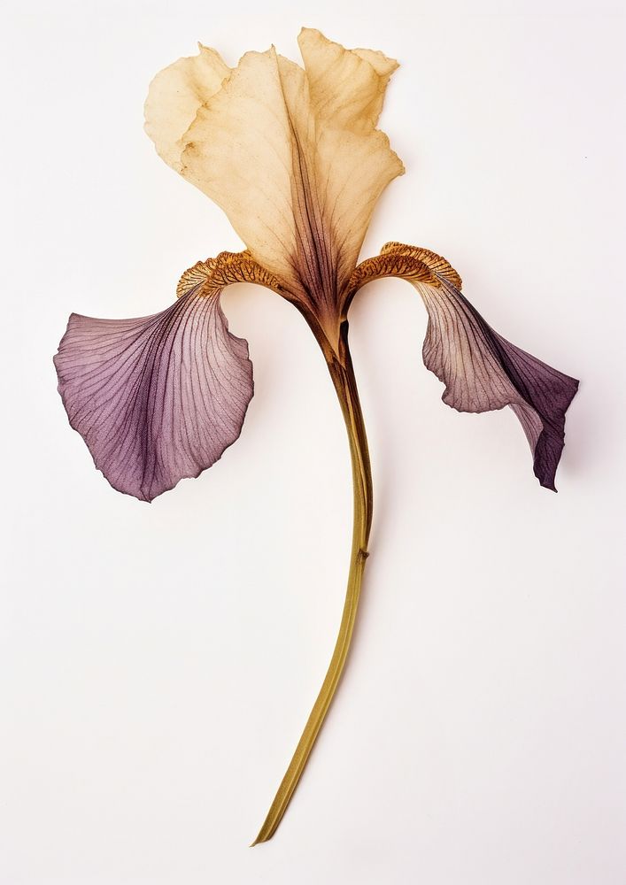 Flower petal plant iris.