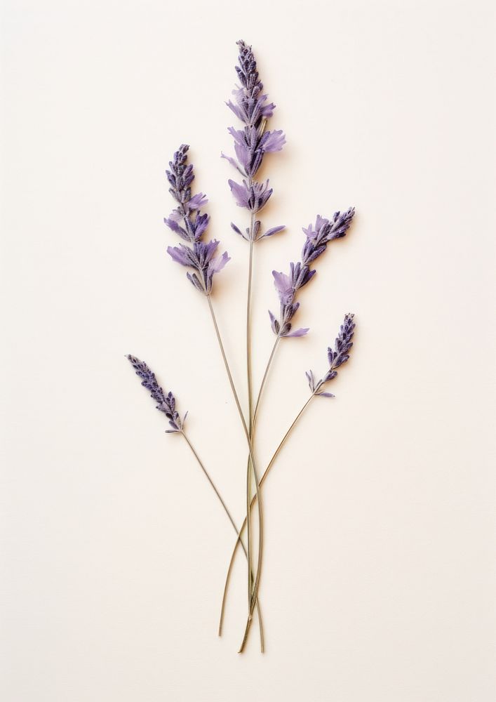 Lavender flower plant herb.