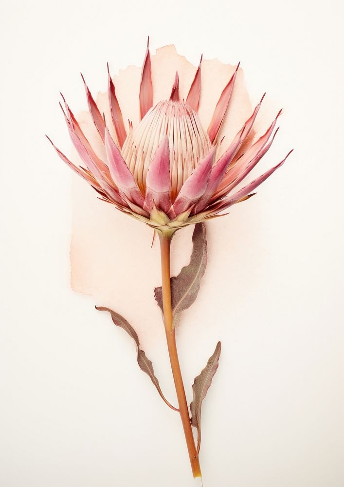Real Pressed a protea flower petal plant.