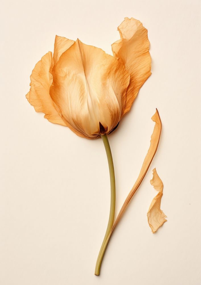 Flower petal plant tulip.