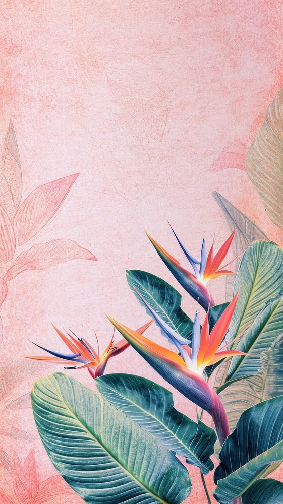 Wallpaper on bird of paradise backgrounds outdoors plant.