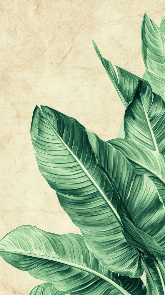 Wallpaper on bird of paradise backgrounds plant leaf.