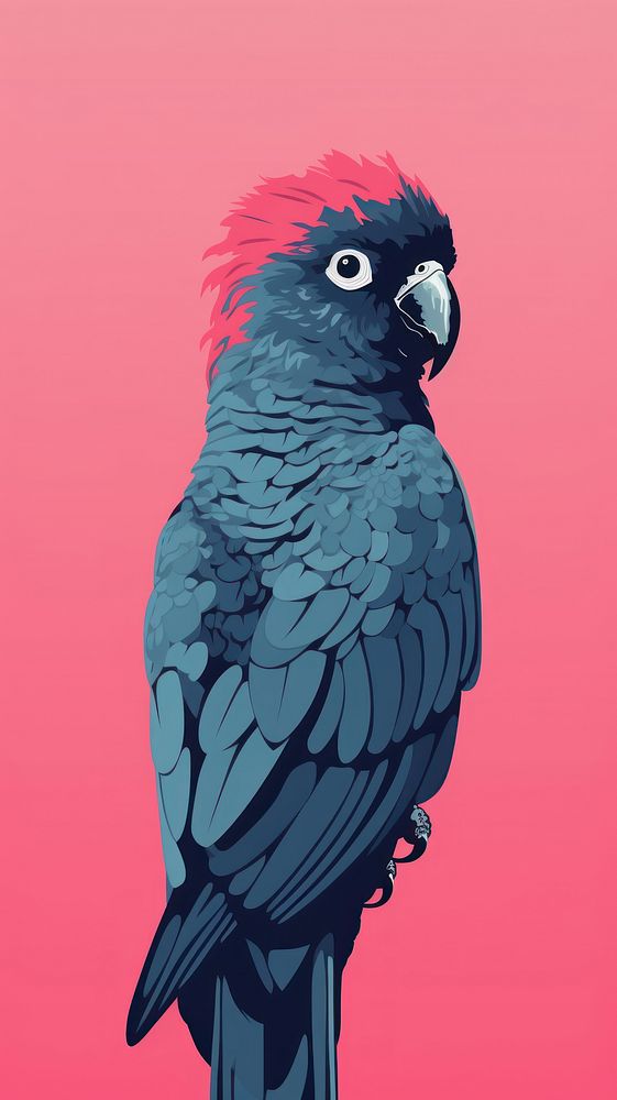 Wallpaper cockatoo animal parrot bird.